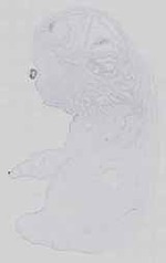 EMAGE:29648