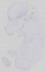 EMAGE:29648