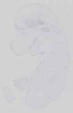 EMAGE:29648