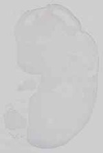 EMAGE:29672