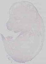 EMAGE:29672