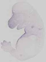 EMAGE:29672