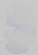 EMAGE:29674