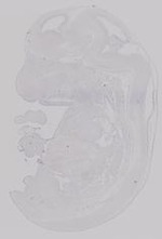 EMAGE:29676