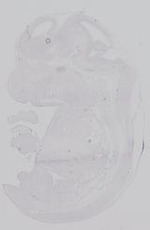 EMAGE:29682