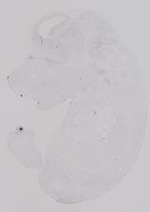 EMAGE:29682