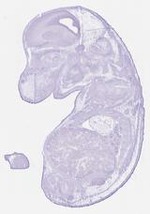 EMAGE:29724