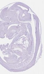 EMAGE:29724