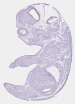 EMAGE:29724