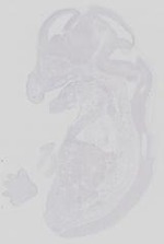 EMAGE:29725