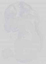 EMAGE:29732