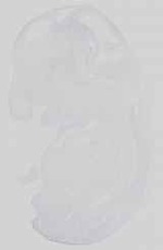EMAGE:29732