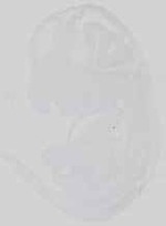 EMAGE:29733