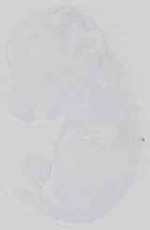 EMAGE:29733