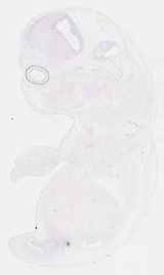 EMAGE:29762