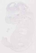 EMAGE:29762