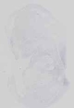 EMAGE:29763