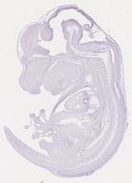 EMAGE:29827