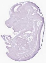 EMAGE:29852