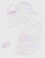 EMAGE:29853