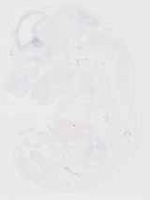 EMAGE:29853