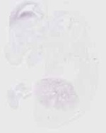 EMAGE:29853