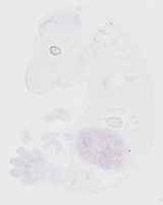 EMAGE:29853