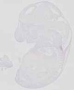 EMAGE:29854