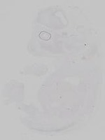 EMAGE:29863