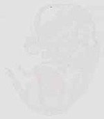 EMAGE:29872