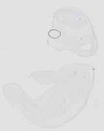 EMAGE:29872