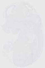 EMAGE:29879