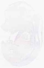 EMAGE:29900