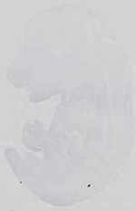 EMAGE:29917