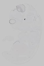 EMAGE:29918