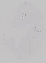 EMAGE:29918