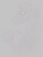 EMAGE:29918