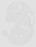 EMAGE:29928