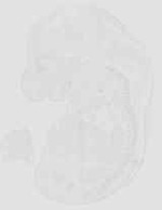 EMAGE:29928