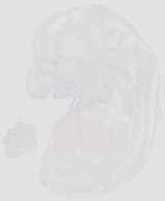 EMAGE:29928