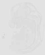 EMAGE:29928