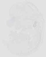 EMAGE:29928