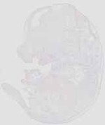 EMAGE:29928