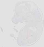 EMAGE:29928