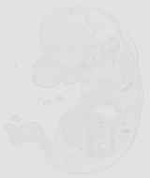 EMAGE:29928