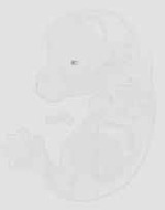 EMAGE:29928