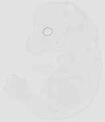 EMAGE:29928
