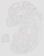 EMAGE:29929