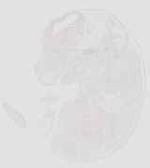 EMAGE:29929