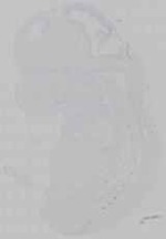 EMAGE:29942